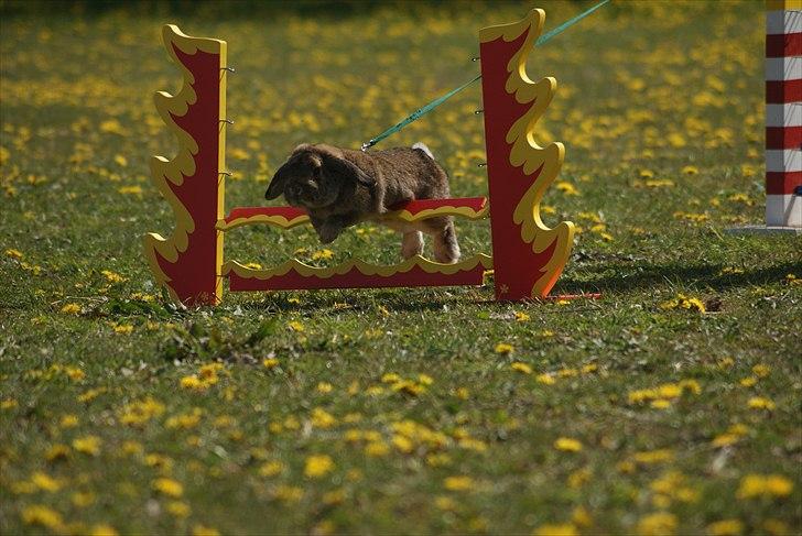 Kanin Zentas Magnus billede 5