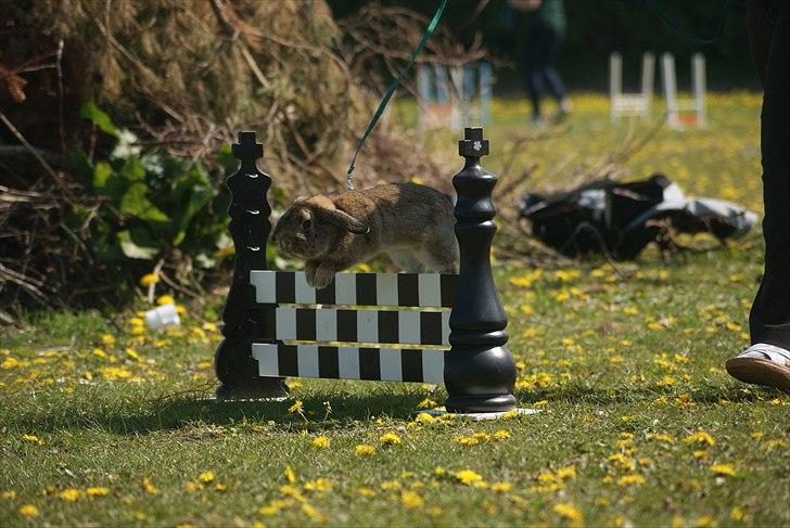 Kanin Zentas Magnus billede 6