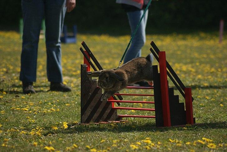 Kanin Zentas Magnus billede 7