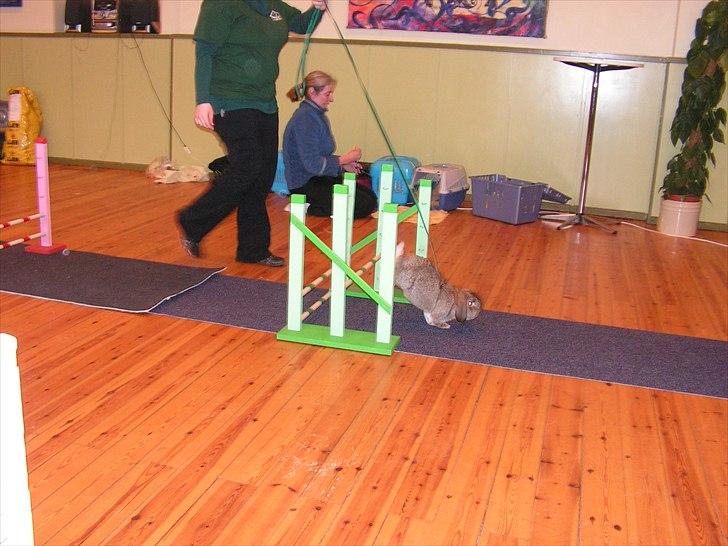 Kanin Zentas Magnus billede 8