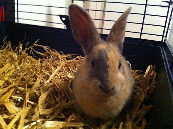 Kanin Mercedes - Har lige fået mercedes med hjem ;)  billede 1