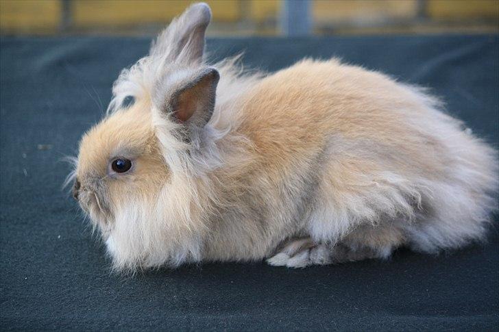 Kanin Kandie's Natzuki Alfa - 11 uger billede 1