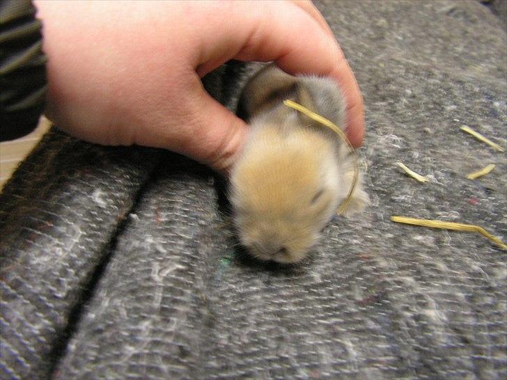 Kanin Kandie's Natzuki Alfa - 5 dage gammel billede 2