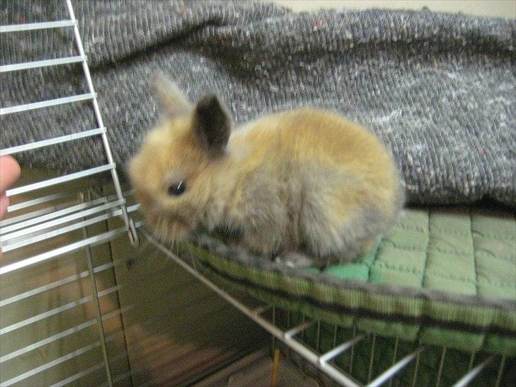 Kanin Kandie's Natzuki Alfa - 15 dage billede 3