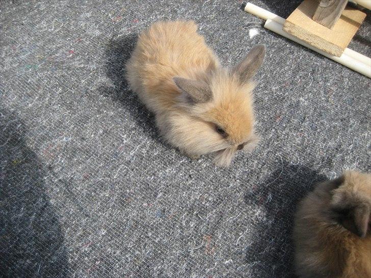 Kanin Kandie's Natzuki Alfa billede 4