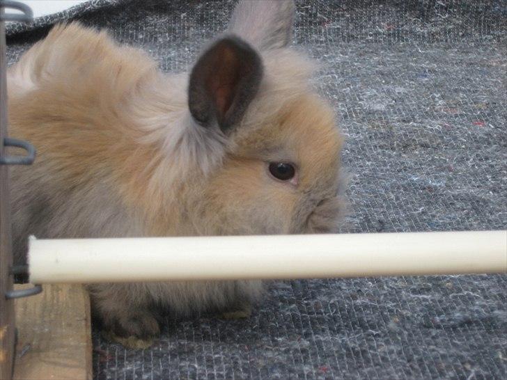 Kanin Kandie's Natzuki Alfa - 7 uger billede 5