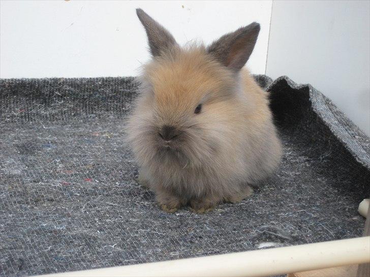 Kanin Kandie's Natzuki Alfa billede 6