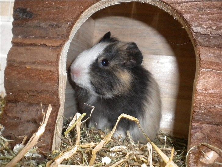 Marsvin Snøffel Snoopy billede 2