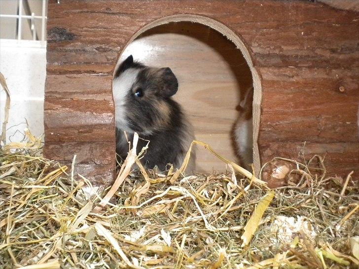 Marsvin Snøffel Snoopy billede 3