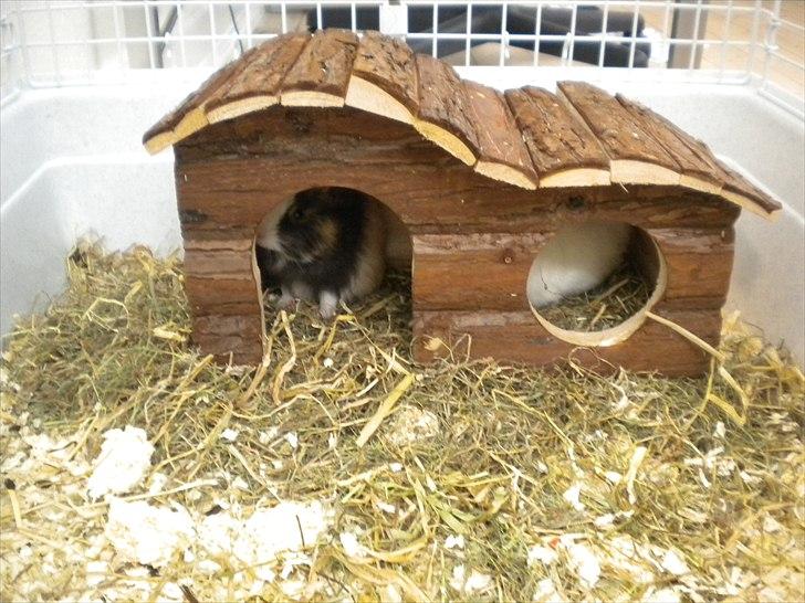 Marsvin Snøffel Snoopy billede 5