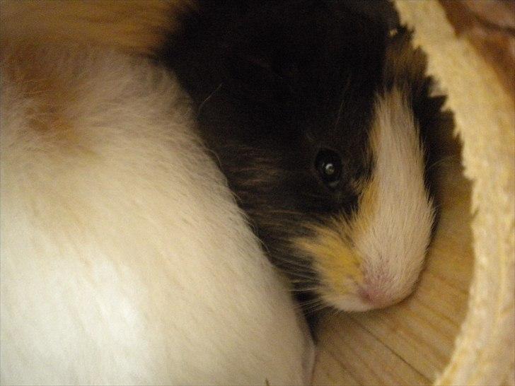 Marsvin Snøffel Snoopy billede 6