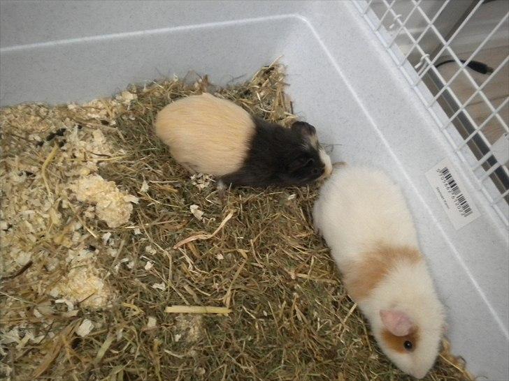 Marsvin Snøffel Snoopy billede 7