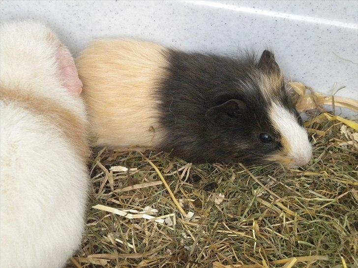 Marsvin Snøffel Snoopy billede 8