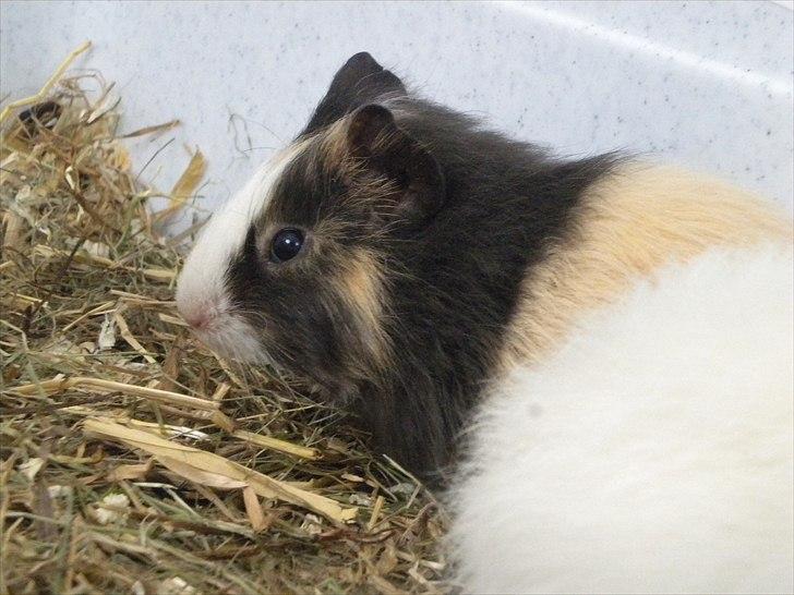 Marsvin Snøffel Snoopy billede 9