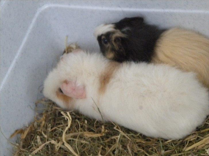 Marsvin Snøffel Snoopy billede 10