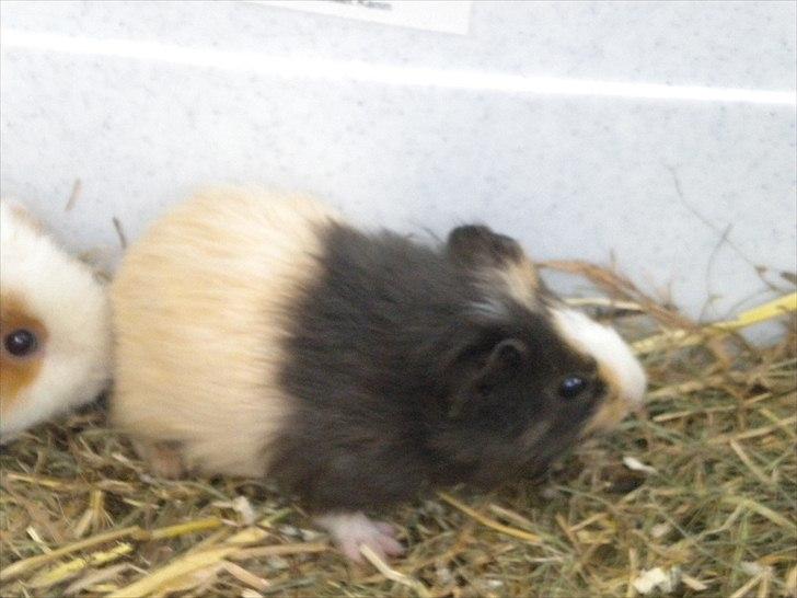 Marsvin Snøffel Snoopy billede 11