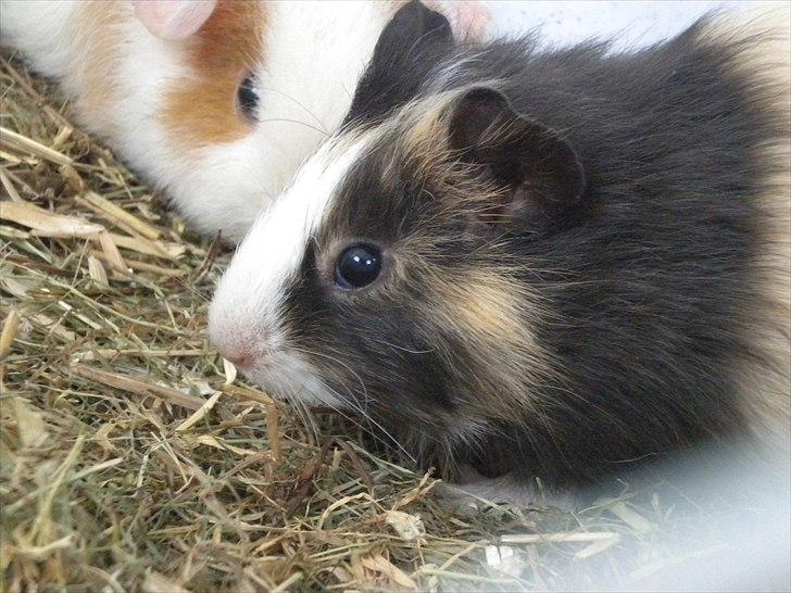 Marsvin Snøffel Snoopy billede 4