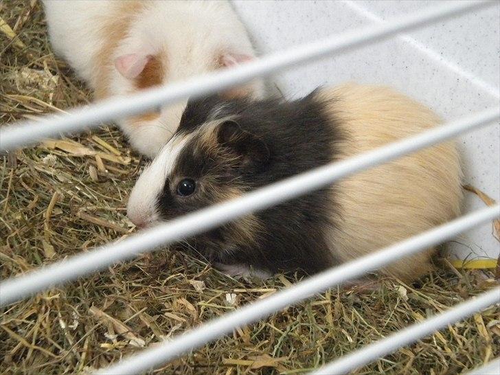 Marsvin Snøffel Snoopy billede 12