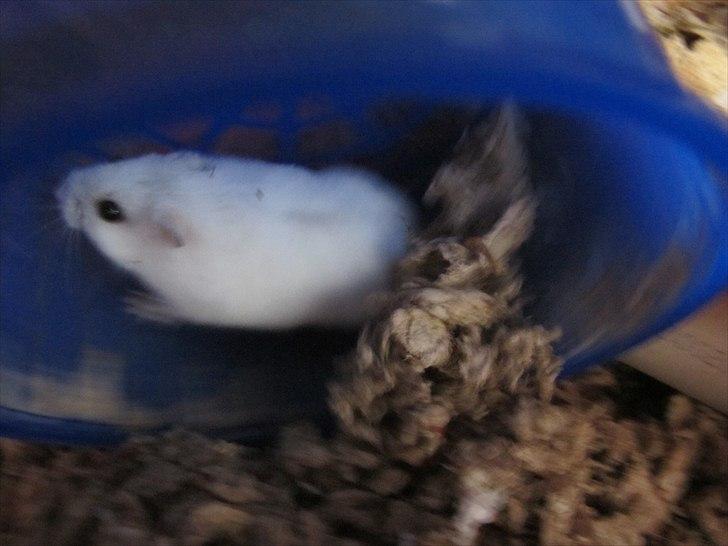 Dværghamster Zakky billede 12