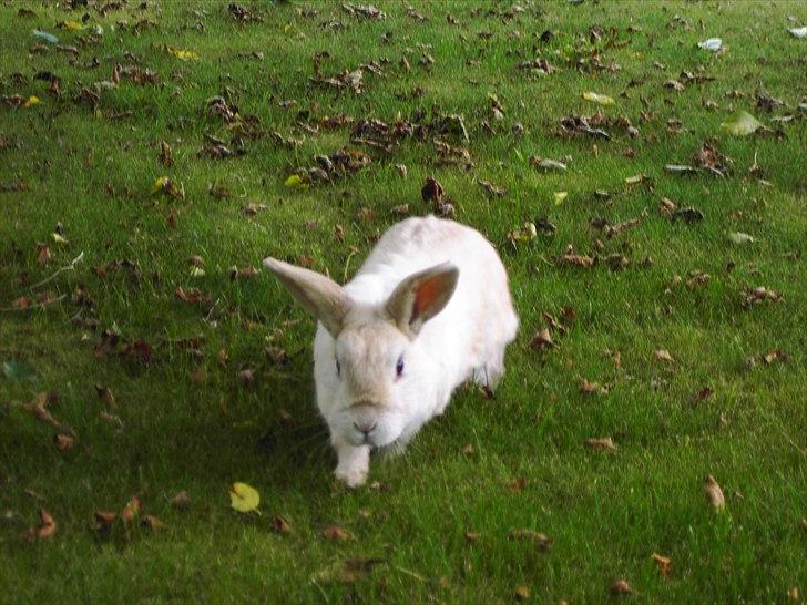 Kanin Samson RIP billede 1