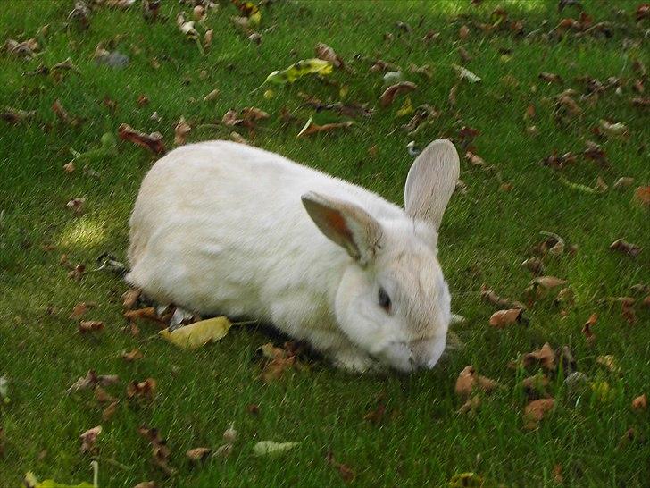 Kanin Samson RIP billede 2