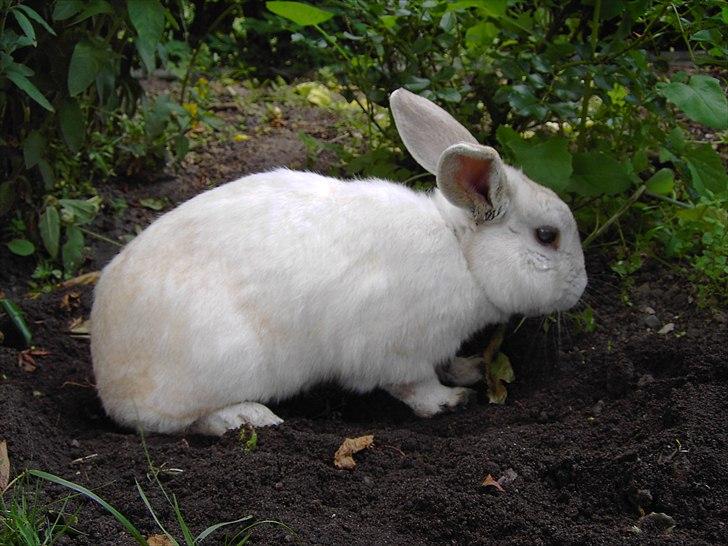 Kanin Samson RIP billede 5