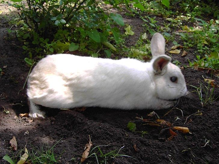 Kanin Samson RIP billede 4