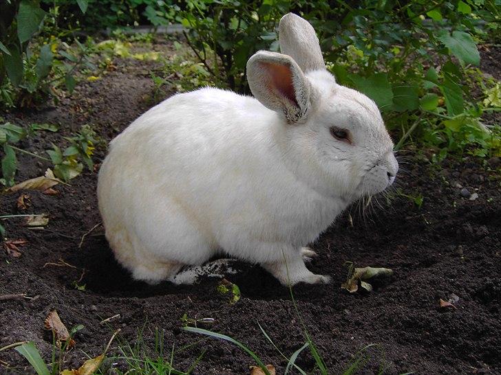 Kanin Samson RIP billede 3