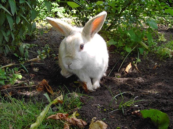 Kanin Samson RIP billede 6