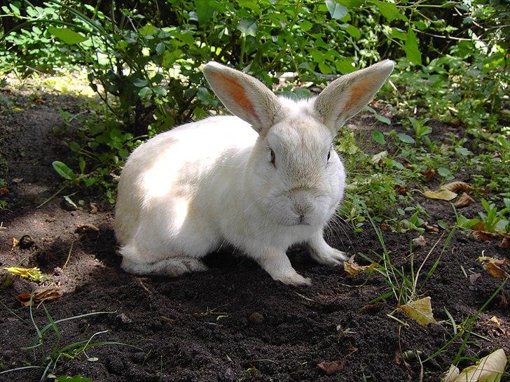 Kanin Samson RIP billede 7