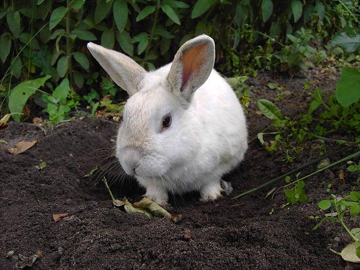 Kanin Samson RIP billede 8