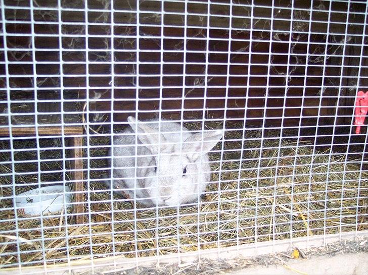 Kanin Samson RIP billede 9