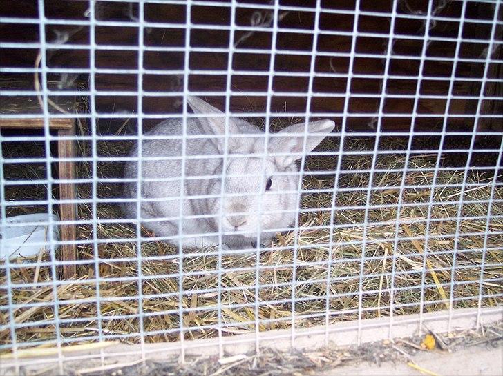 Kanin Samson RIP billede 10