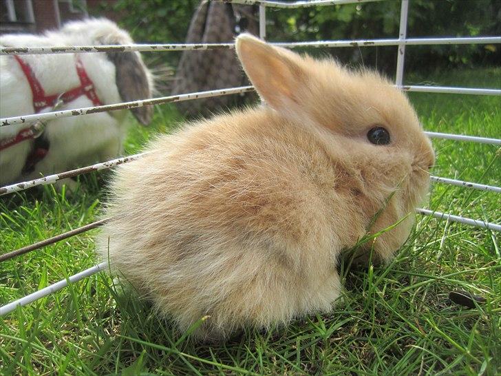 Kanin Pop'op Prins Nubbe  billede 16