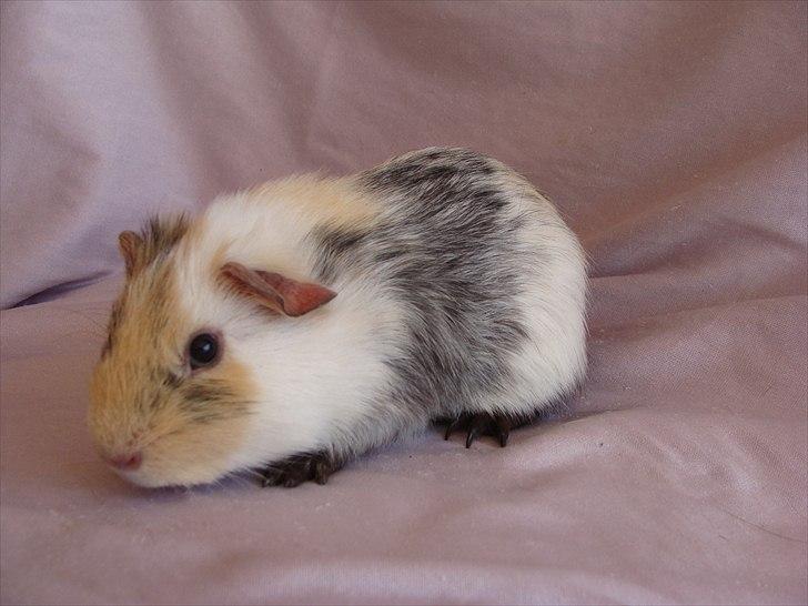 Marsvin Pjevs billede 3