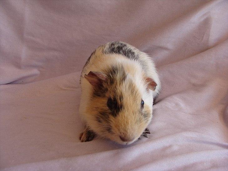 Marsvin Pjevs billede 4