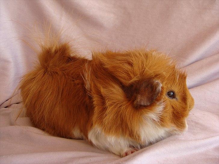 Marsvin Sebastian billede 1