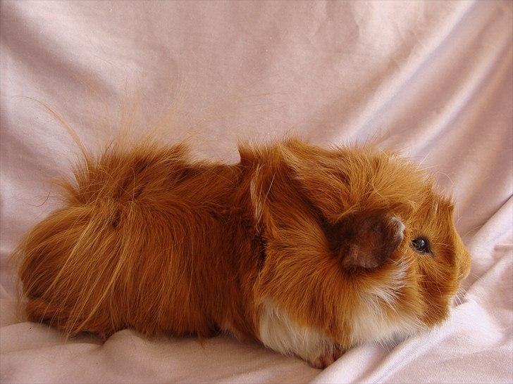 Marsvin Sebastian billede 2