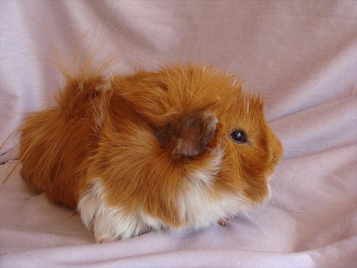 Marsvin Sebastian billede 3