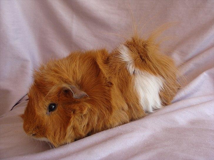 Marsvin Sebastian billede 4