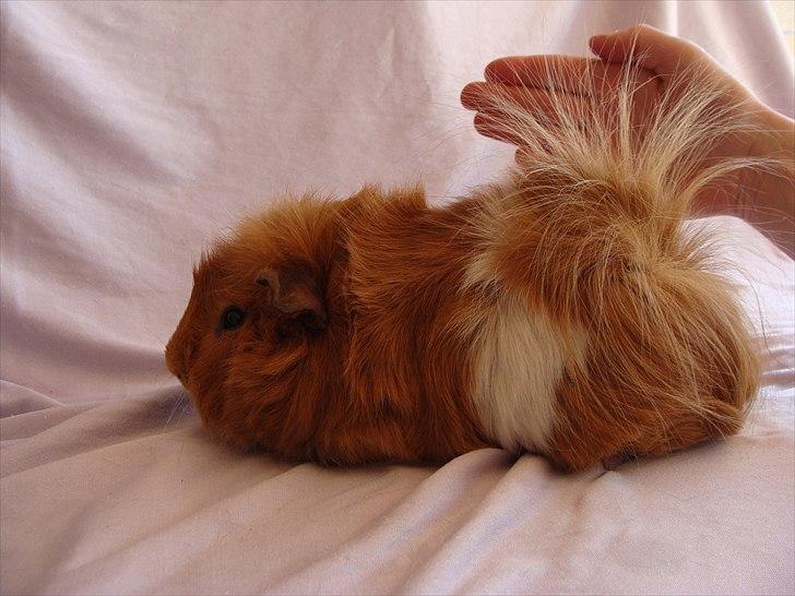 Marsvin Sebastian billede 6