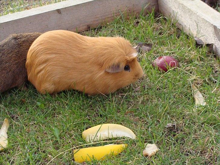 Marsvin King the big boy billede 11