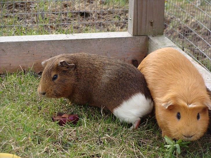 Marsvin King the big boy billede 12