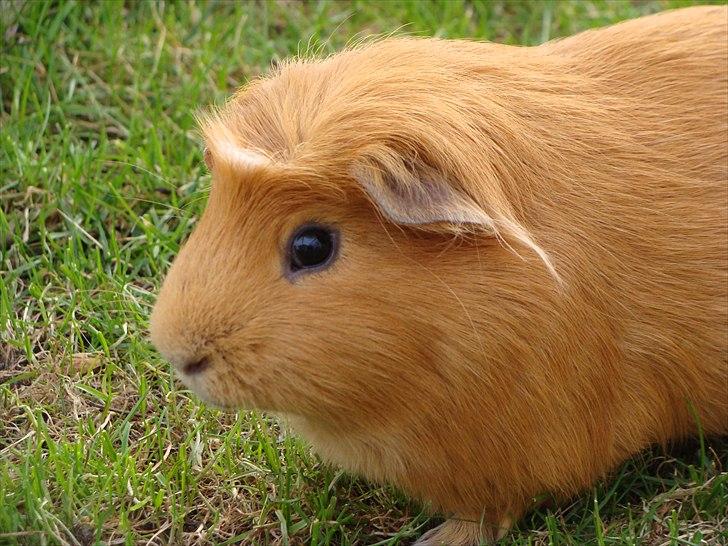 Marsvin King the big boy billede 13