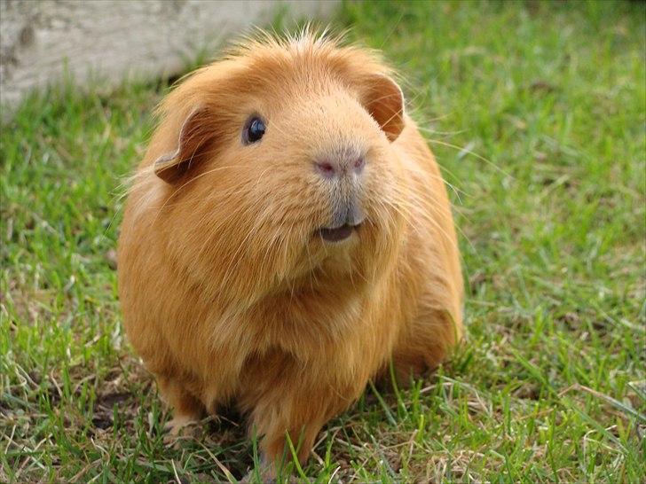 Marsvin King the big boy billede 14