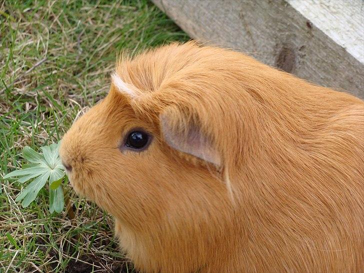 Marsvin King the big boy billede 15