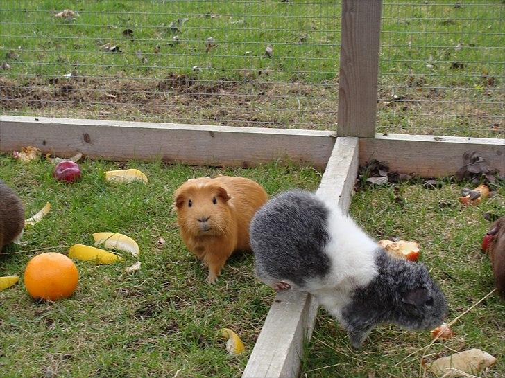 Marsvin King the big boy billede 16