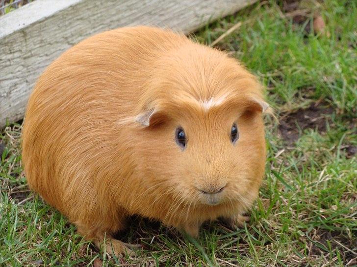 Marsvin King the big boy billede 17