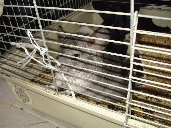 Chinchilla Bella billede 9