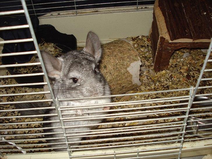 Chinchilla Bella billede 10